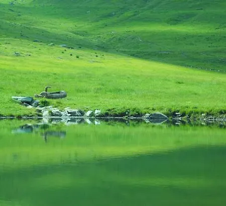 Daire Borgo *